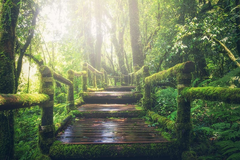 Jungle Adventure