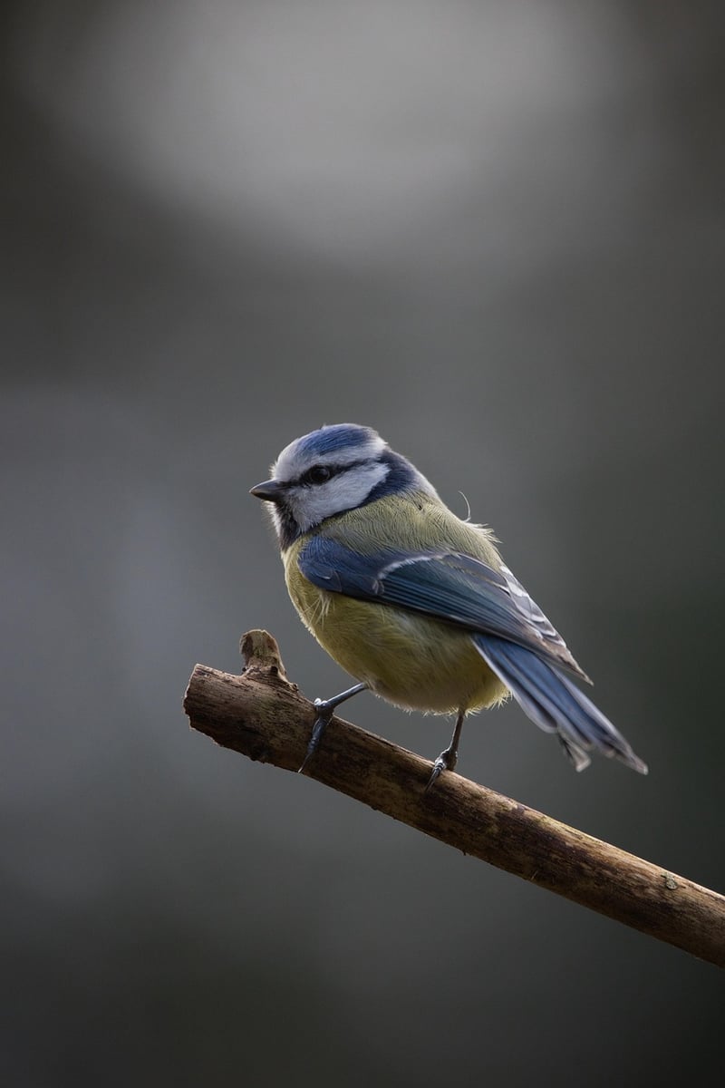 Bird Watching
