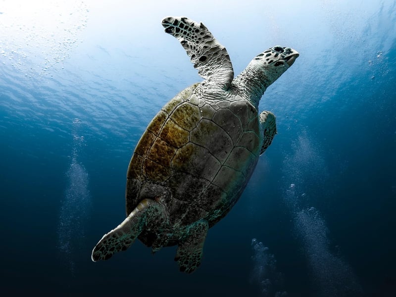 Sea Turtle